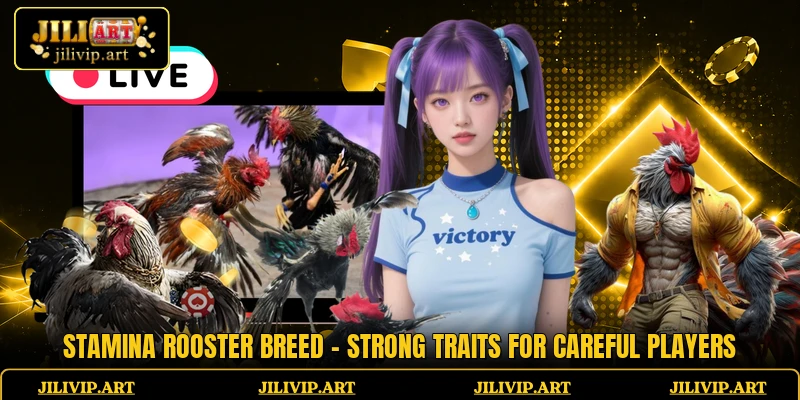 Stamina Rooster Breed